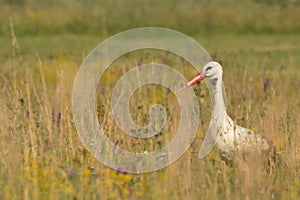 Ciconia ciconia -  White stork