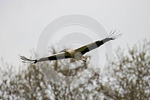 Ciconia ciconia, white stork flying on sky