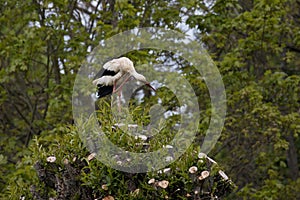 Ciconia ciconia, white stork  sitting in the nest