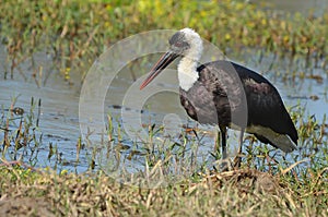 Ciconia episcopus (Woolly-necked stork)