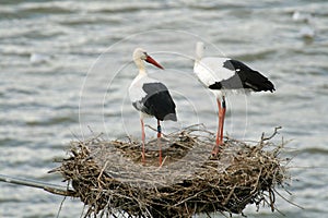 Ciconia nest