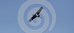 Ciconia nigra in flight, Black stork