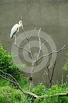 Ciconiidae bird on the tree