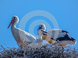 Ciconiidae -Stork, family Ciconiidae photography