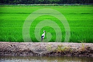 Ciconiiformes Bird on Paddy and rice field photo