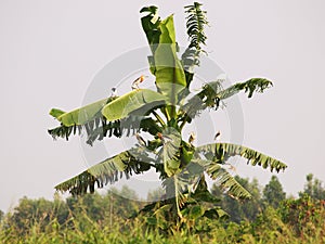 Ciconiiformes bird or stork standing resting on a banana tree photo