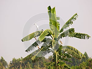 Ciconiiformes bird or stork standing resting on a banana tree photo