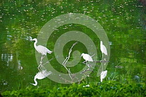 Ciconiiformes disputed Bird on branched in swamps photo