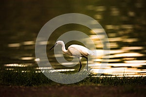 Ciconiiformes find food on the waterfront photo