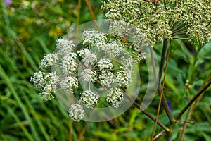 Cicuta virosa, cowbane or northern water hemlock