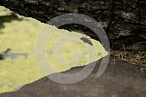 Insectos sobre el un árbol 