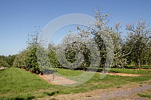 Cider apple orchard