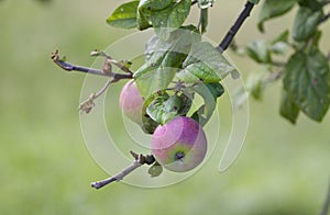 Cider Apples from Asturian.