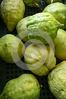 Cider or cidra in portuguese is a citrus fruit photo