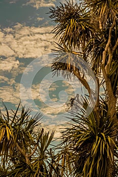 Cielo con nubes sobre palmeras photo