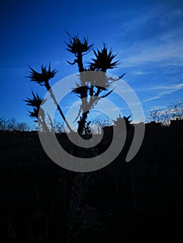 Landscape in contrast with black bush in front