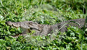 Cienaga de Zapata crocodile farm. photo