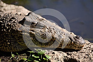 Cienaga de Zapata crocodile farm. photo