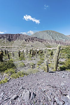 Cienaga, Quebrada de Humahuaca, Jujuy, Argentina.