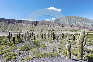 Cienaga, Quebrada de Humahuaca, Jujuy, Argentina.