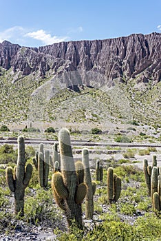 Cienaga, Quebrada de Humahuaca, Jujuy, Argentina photo