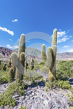 Cienaga, Quebrada de Humahuaca, Jujuy, Argentina photo