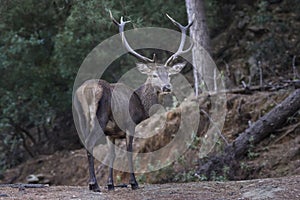 Deer in Sierra Blanca, Marbella, Malaga. Spain photo