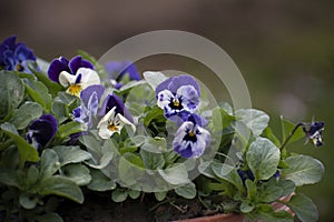 Cifra, violet with multi-colored petals. photo