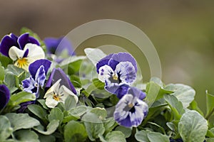 Cifra, violets with multi-colored petals. photo