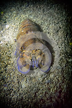 Cigala scyllarus Arctic in the Mediterranean Sea