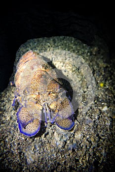 Cigala scyllarus Arctic in the Mediterranean Sea