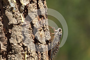 Cigale Cicada alive insect close-up on the tree, symbol of Provence and south of France