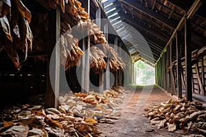 cigar leaves drying in traditional tobacco barn