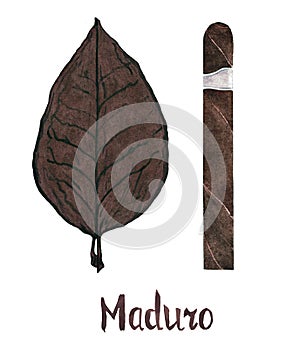 Cigar maduro wrapper leaf color type