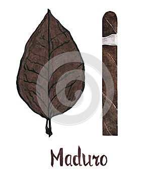 Cigar maduro wrapper leaf color type photo