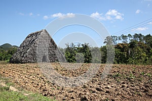 Cigar plantation in Cuba, Vinales