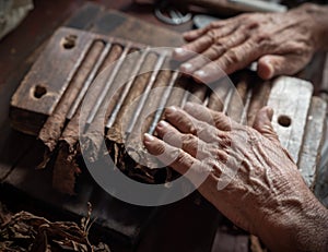 Cigar rolling or making by torcedor in cuba