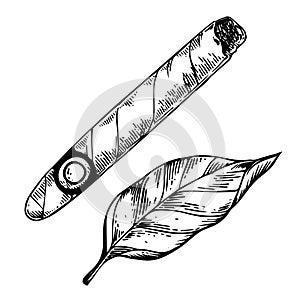 Cigar and tobacco leaf engraving vector photo