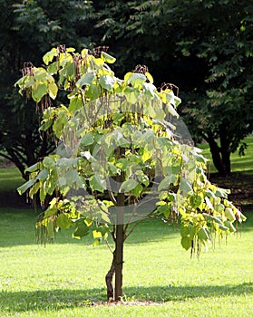 Cigar tree - catalpa photo