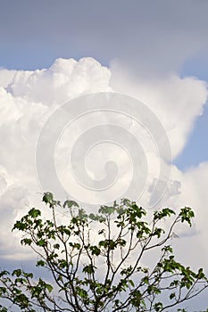 Cigar tree with cloud