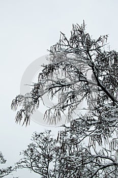 Cigar tree in a park on winter