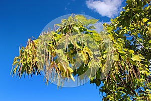 Cigar tree (Catalpa bignonioides) in a park