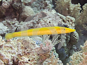 Cigar wrasse