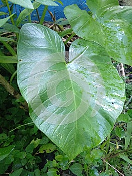 Cigaret kretek taro leaf photo