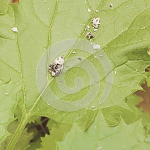 cigarette ashes on green leaf