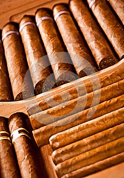 Cigars in humidor photo