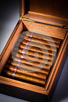 Cigars in humidor photo