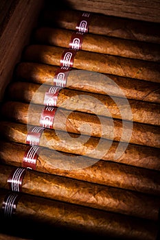 Cigars in humidor photo