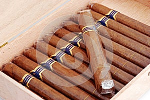 Cigars in a humidor photo