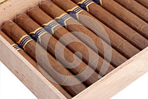 Cigars in a humidor photo